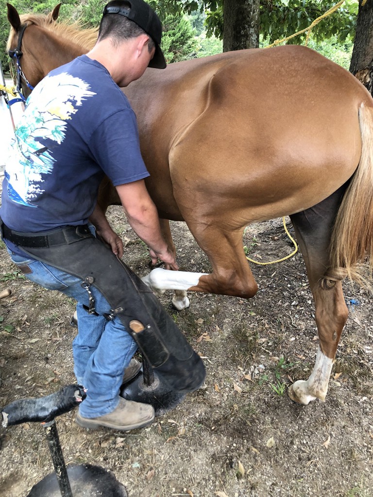 Shoeing the horses